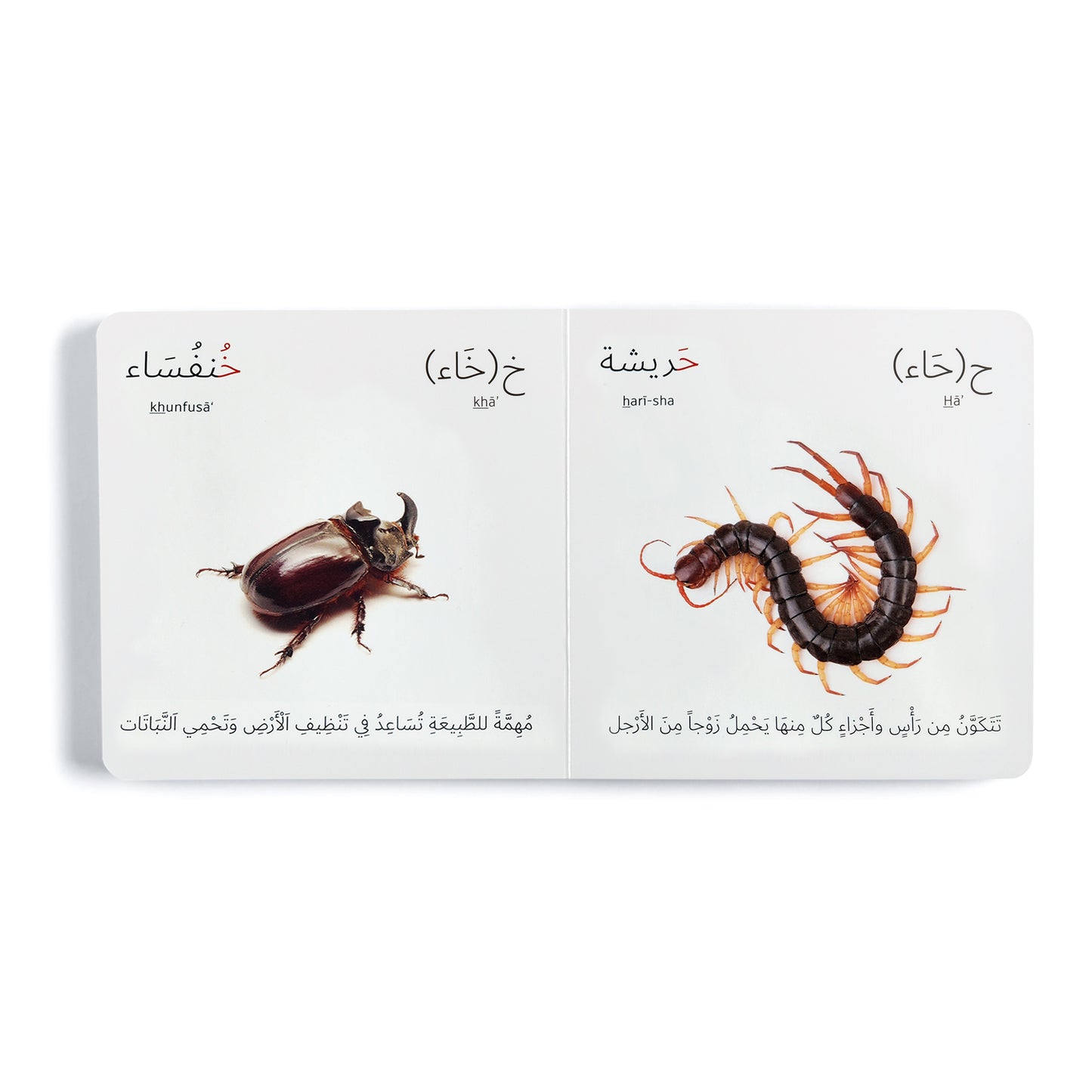 Alphabets Bundle x6 (مجموعة الأبجدية)