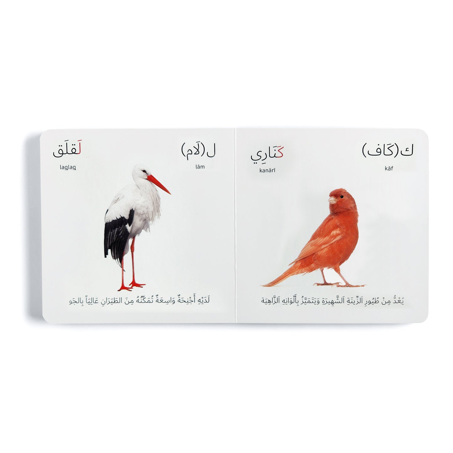 عالم الطيور (Birds)