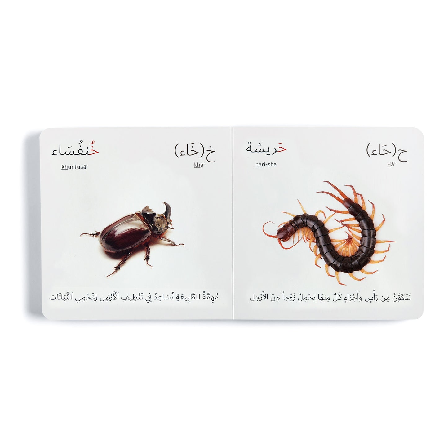 عالم المفصليات (Arthropods)